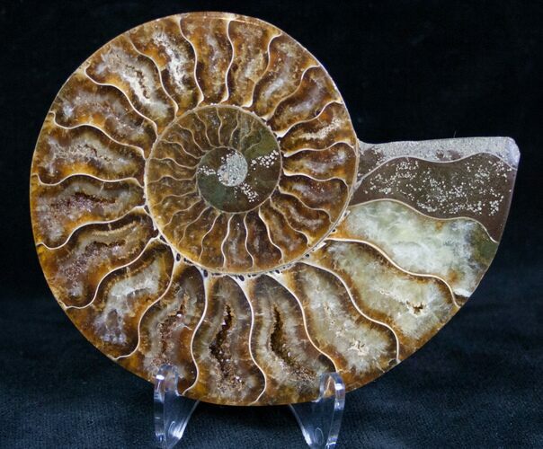 Cut and Polished Ammonite (Half) #7331